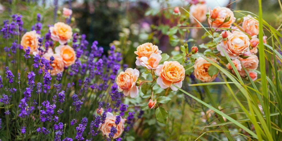 Rosen passen gut in Naturgärten und sind ökologisch wertvoll.
