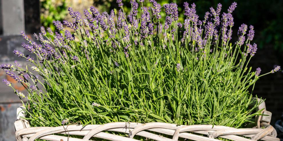 Hinter der lila Blütenpracht von Lavendel aus dem Handel verbirgt sich oft ein Cocktail aus Pflanzenschutzmitteln.