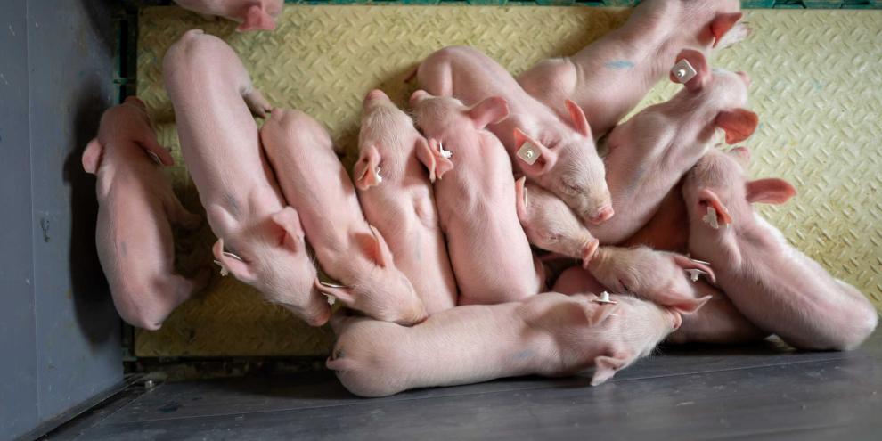 Durch das Ausstiegsprogramm ist der Schweinebestand in Flandern um 367.000 Tiere zurückgegangen.