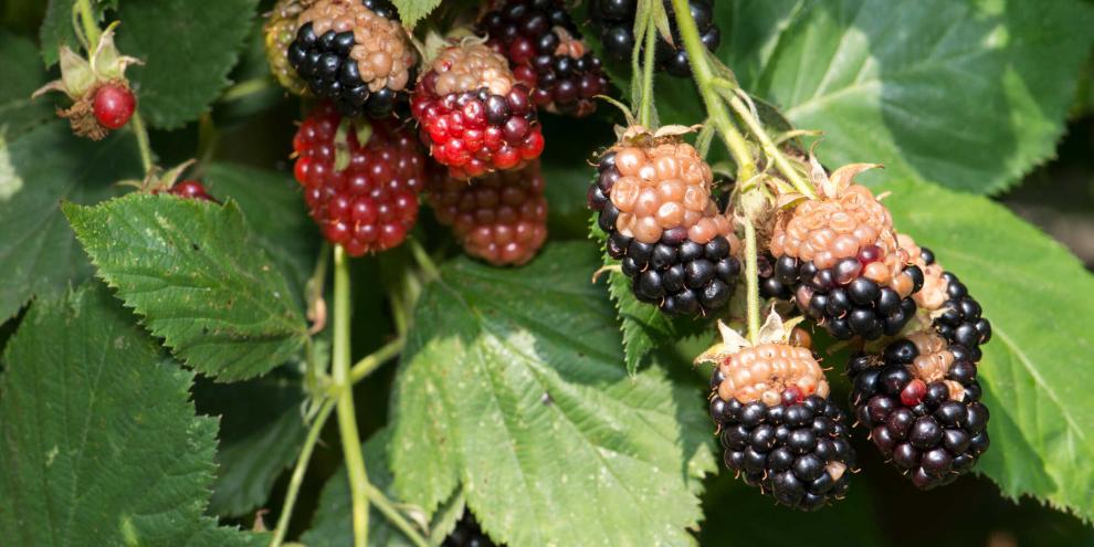 Wer für einen Sonnenschutz für seine Beeren sorgt, schützt sie vor Sonnenbrand.
