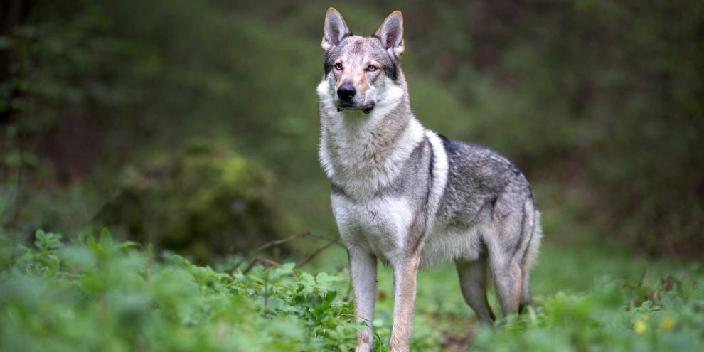 Hund oder Wolf? Auch in dänischen Wäldern treffen beide mit unschönem Ausgang aufeinander.