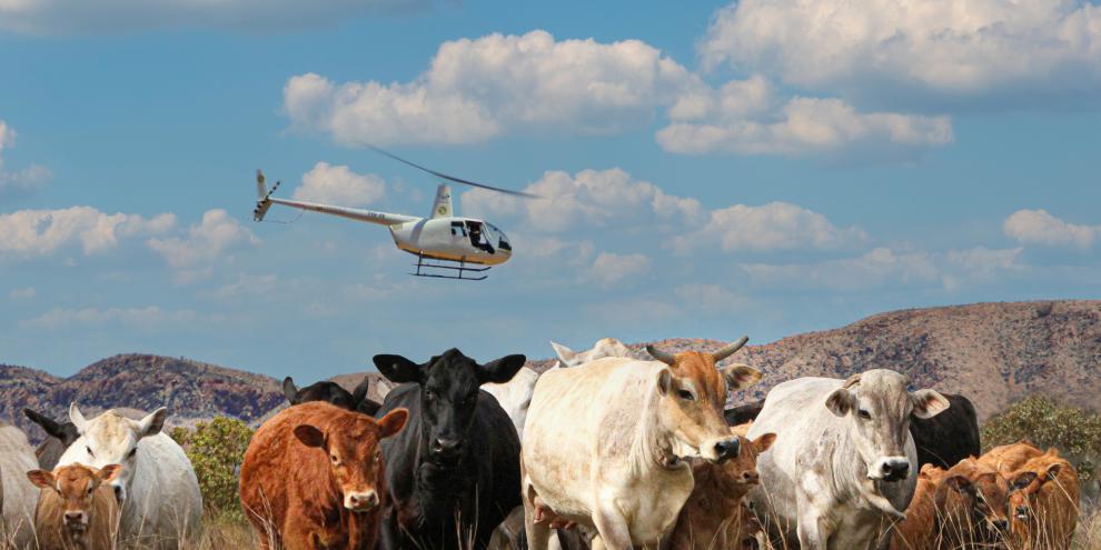 Rinder mit dem Helikopter treiben