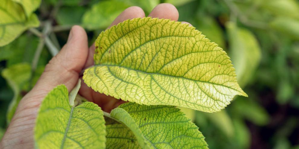 Helle Blattflächen und grüne Blattadern – dieser Apfelbaum leidet unter Eisenmangel.