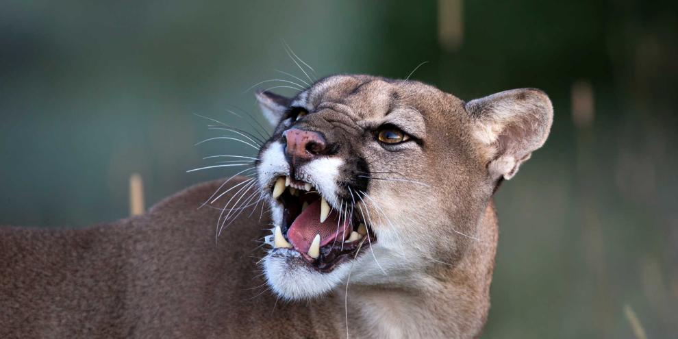 Nach wie vor gibt es keine Klarheit zum vermeintlichen Puma in Sachsen-Anhalt. Die Bevölkerung soll aber Wälder meiden (Symbolbild).