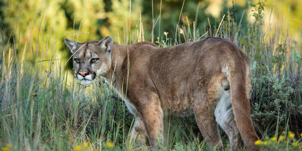 Mittlerweile gibt es Zweifel, ob tatsächlich ein Puma im Saalekreis umherstreift.