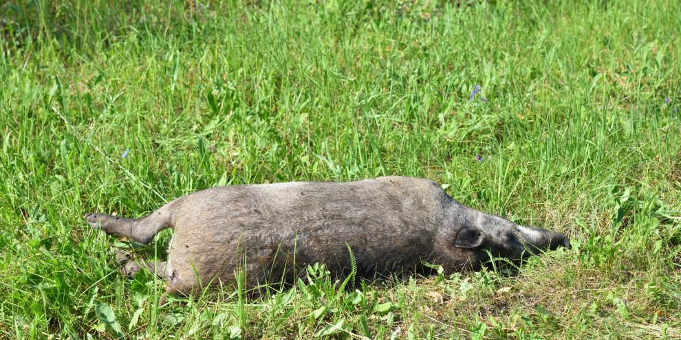 Totes Wildschwein