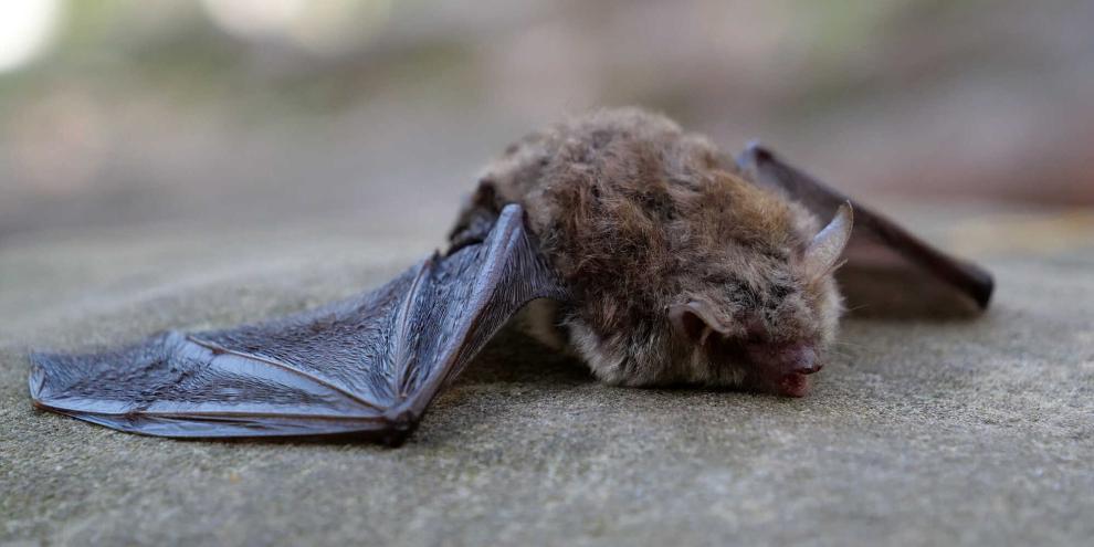 In Hildesheim wurde bei einer Fledermaus Tollwut nachgewiesen.