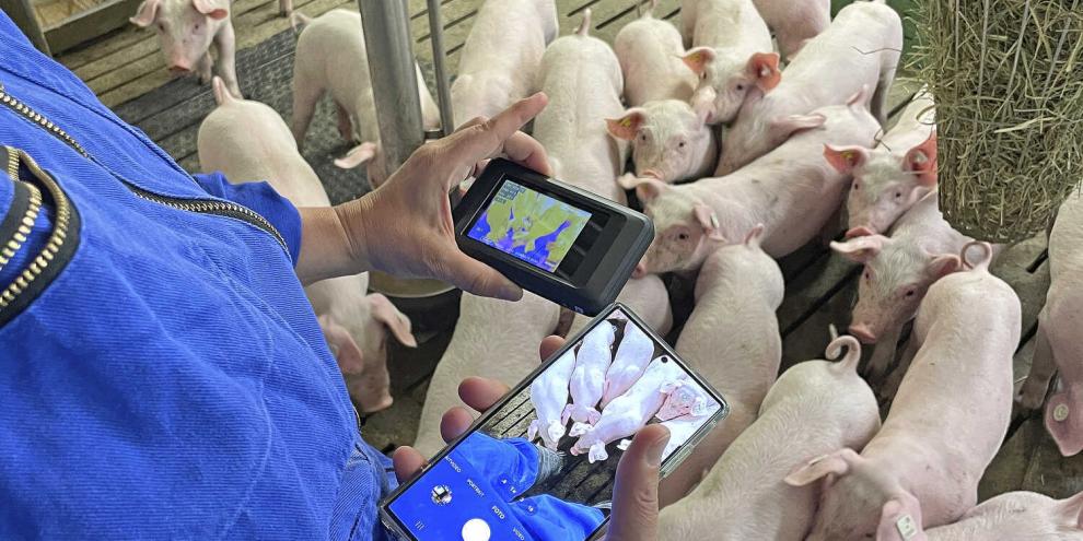 Es gibt inzwischen Wärmebildkameras, die sich für den Einsatz im Schweinestall eignen – auch als Ansteckgerät für Smartphones.