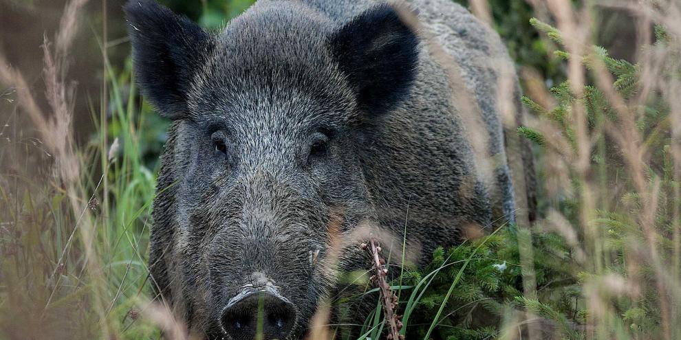 In Bad Lauchstädt fand ein Wanderer Teile eines Wildschweins, die in einem Plastiksack entsorgt worden waren (Symbolbild).