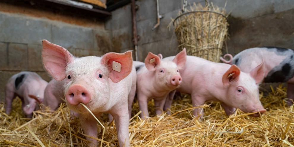 Das Budget für den Umbau der Tierhaltung zu mehr Tierwohl soll 2026 um 78 Millionen Euro erhöht werden.