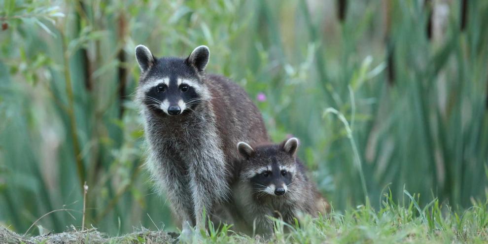 Der Waschbär ist in Deutschland mittlerweile weit verbreitet. Um diese invasive Art einzudämmen, braucht es eine konsequentere Bejagung.