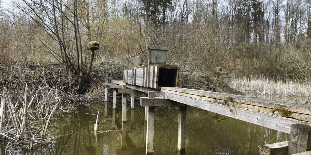 Selbst an Teichanlagen lohnt der Brückenbau zu einer Insel, um Raubwild sicher zu fangen.