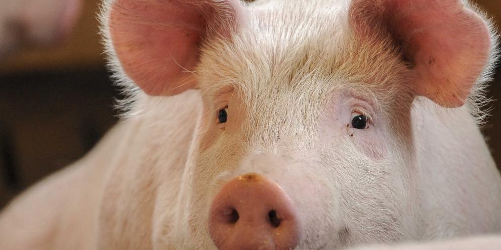 Schwein-Schweinepreis-Mastschweine_75-ID71376 (1)