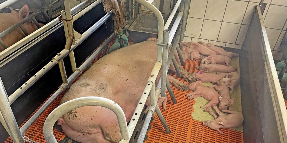 Das Krankheitsgeschehen spielte sich im Abferkelstall ab, wobei die Ferkel über die gesamte Säugezeit hinweg unter Durchfällen litten.