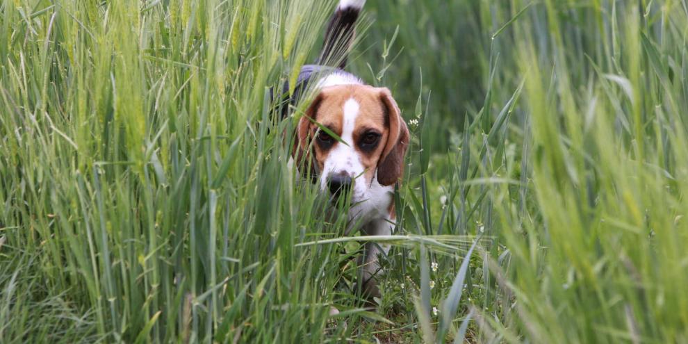Bei der Arbeit an Getreidefeldern können sich Hunde durch Grannen verletzen.