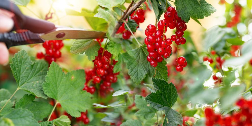 Bei roten und weißen Johannisbeeren entnimmt man zur Ernte drei bis vier der ältesten Triebe direkt über dem Boden.