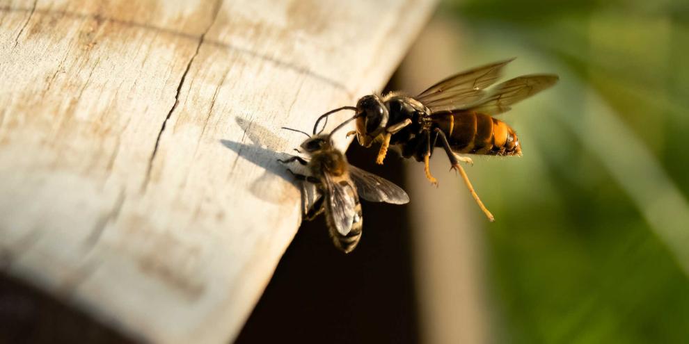 Die Asiatische Hornisse lauert vor dem Bienenstock und stürzt sich auf landende Arbeiterinnen.
