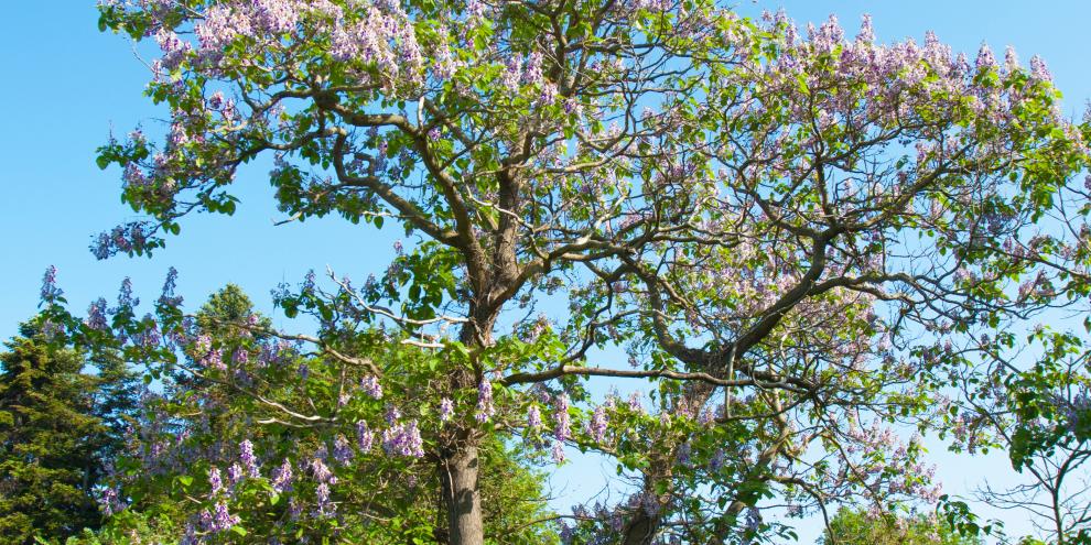 Bisher ist der Blauglockenbaum in Deutschen Wälder selten anzutreffen.