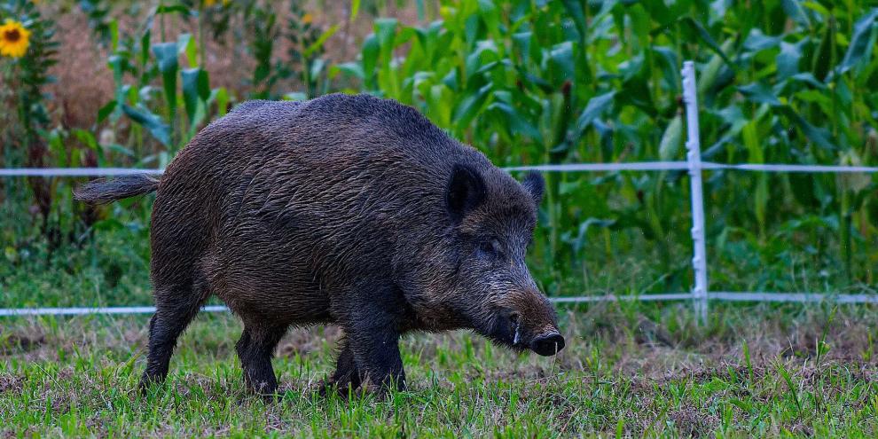 Wegen des Ausbruchs der ASP wird im Landkreis Soest nun das Wildschwein-Monitoring verschärft.