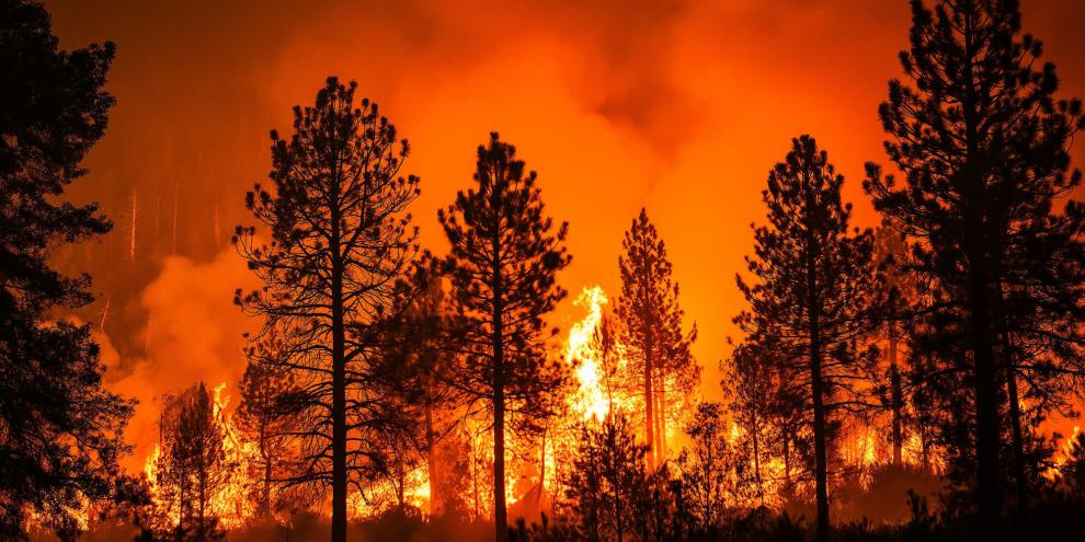 Mithilfe von Brandriegeln und speziellen Baumarten wie der Roteiche kann man sich gegen Waldbrand wappnen, meinen Experten. (SYMBOLBILD)