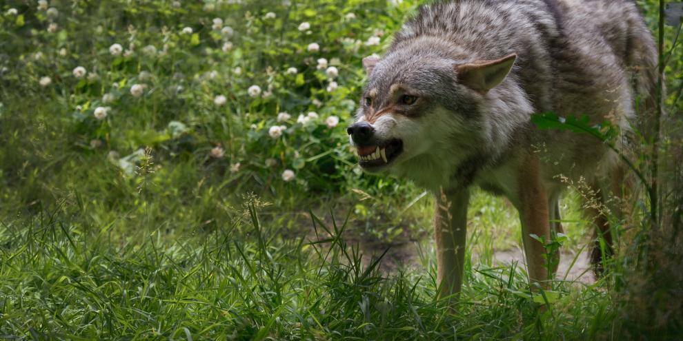 Ein Wolf fletscht seine Zähne.
