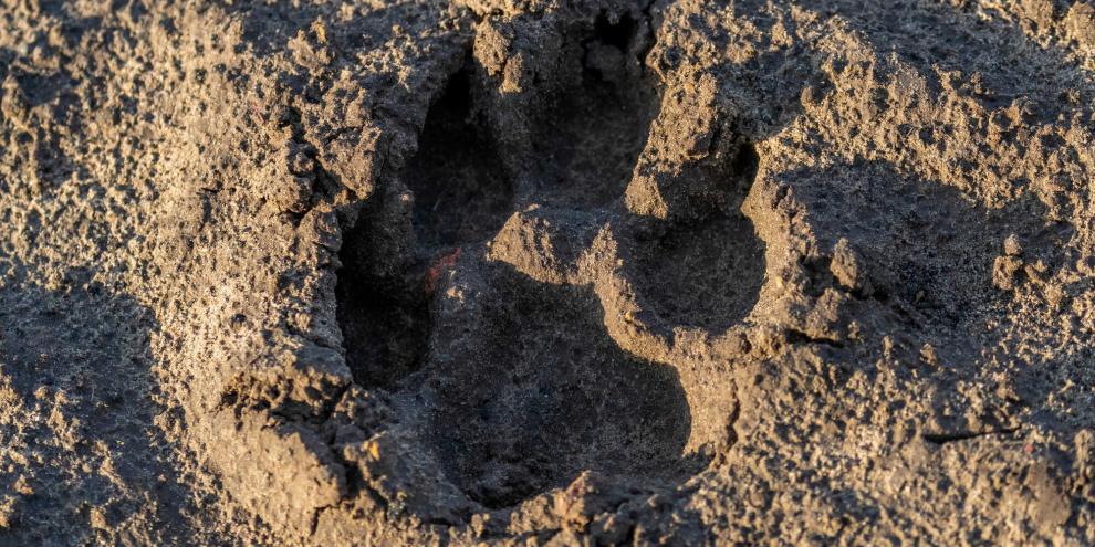 Wolfsspuren im Sandkasten einer Stadt? Für vielel Eltern sicherlich ein ungenehmer Gedanke.
