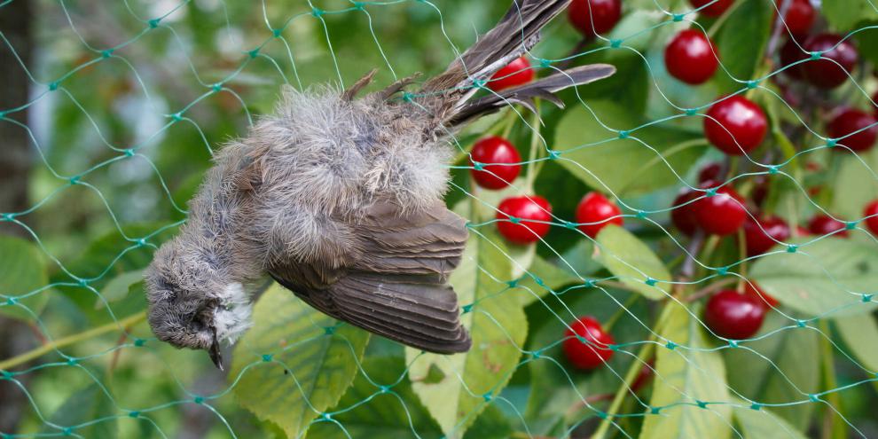 Hilfreich für die Ernte, riskant für Vögel. Schutznetze im Garten stehen immer wieder in der Kritik.