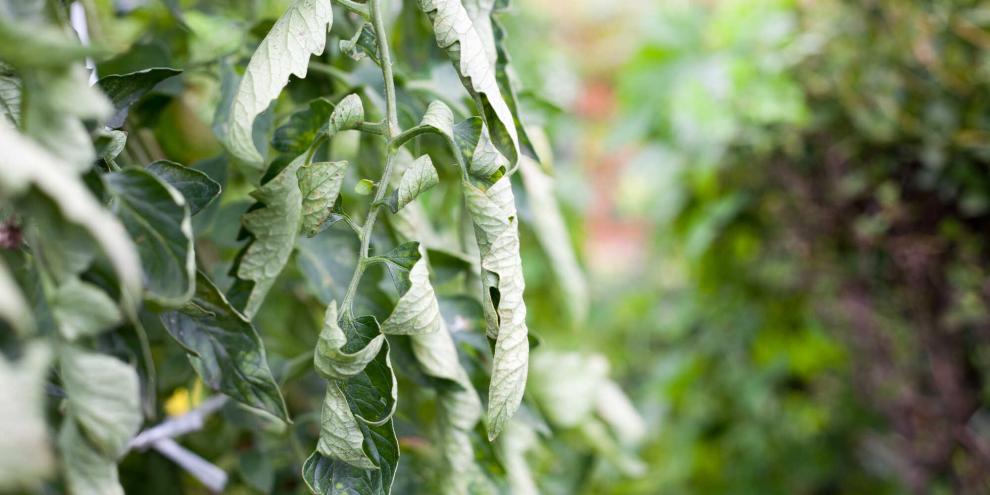 Eingerollte Tomatenblätter deuten meist auf Pflegefehler hin. Die Pflanze reagiert auf Stress, der unterschiedliche Ursachen haben kann.