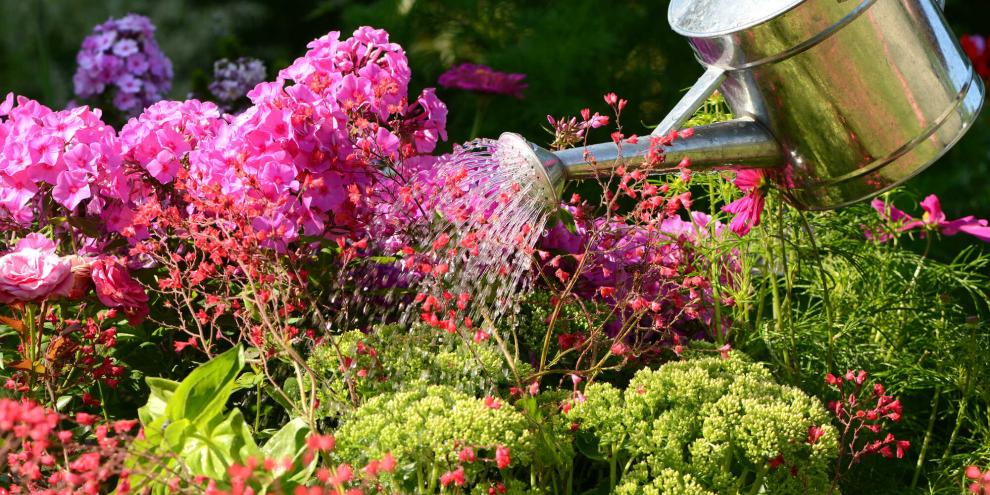 Wochenlang kein Regen? Es wird immer heißer und der Garten leidet. Doch es gibt ein paar Tipps rund ums Gießen, die ihren Pflanzen das Leben leichter machen.