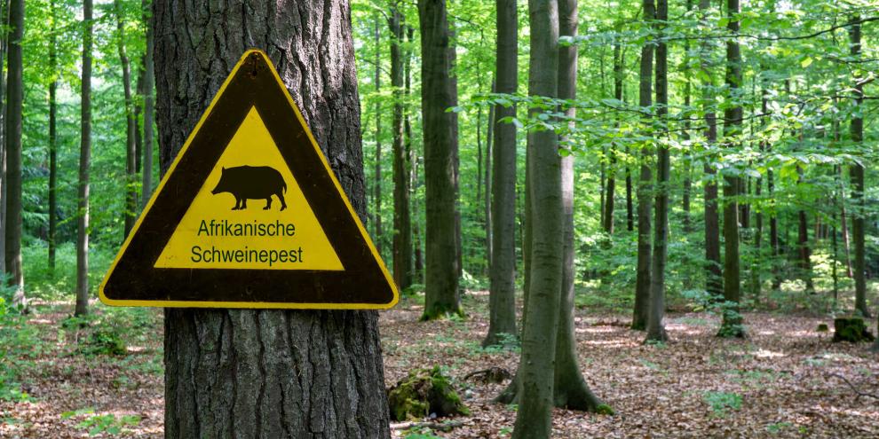 ASP-Warnschild im Wald