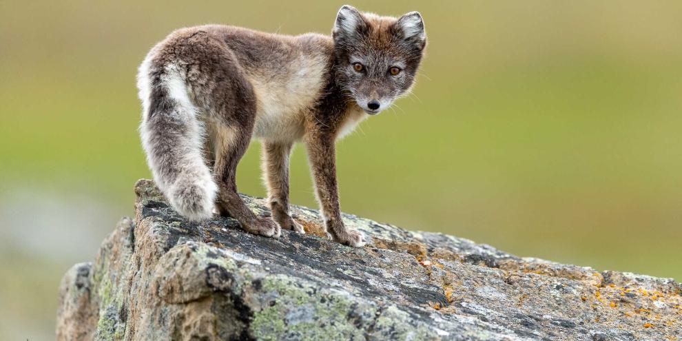 Ein aus privater Haltung entlaufener Polarfuchs (Symbolbild) treibt in Velten und Berlin sein Unwesen.
