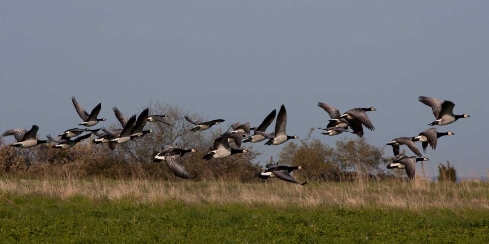 In Schleswig-Holstein klagt der NABU gegen die Jagdzeiten für Gänse.