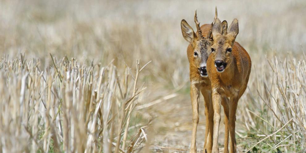 Bock-Geiss-Hitze-Brunft