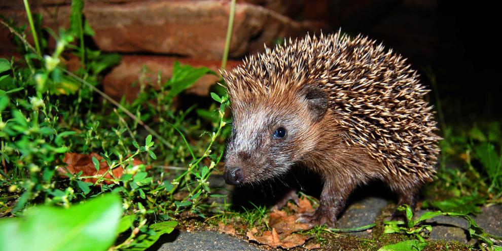 Gefahr durch Müll: Achtlos entsorgte Bänder oder Schnüre können für Igel und andere Wildtiere zur tödlichen Falle werden.
