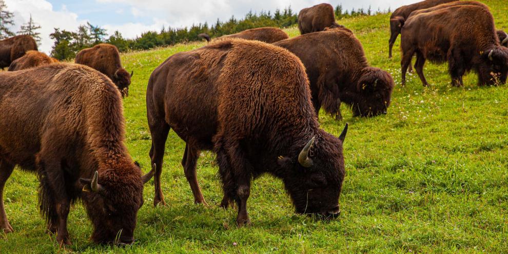 In Oklahoma züchtet ein US-Landwirt Bisons und gibt auf Youtube Einblicke in den Hofalltag.