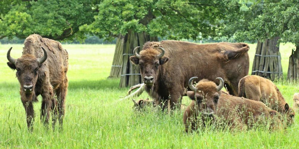Die Wisent-Wildnis in Wingeshausen bleibt wegen der ASP geschlossen (Symbolbild).