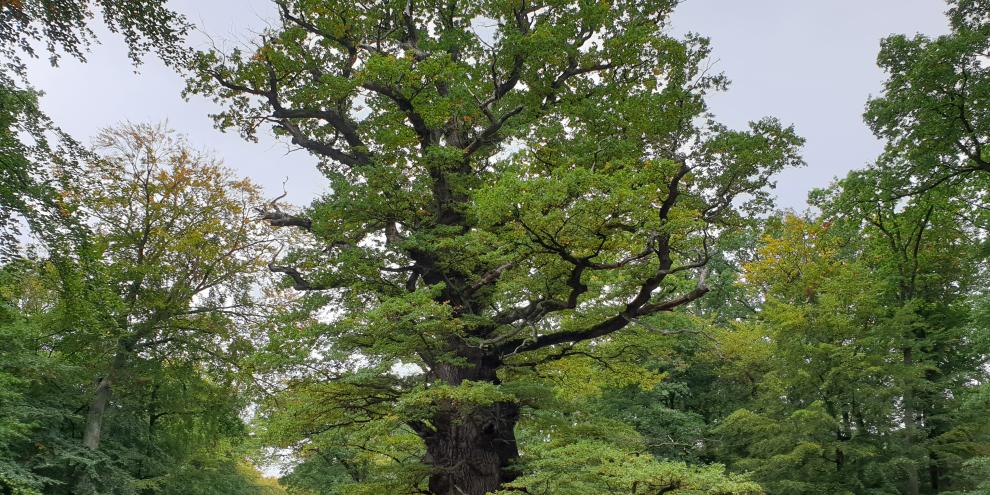 Eiche-Ivenacker-Nationalerbe-Baum