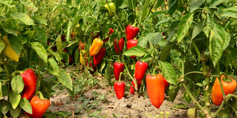 Ab Ende Juli ist die Erntezeit von Chilis gekommen. Meist verrät ihre Schalenfarbe den Reifezustand.