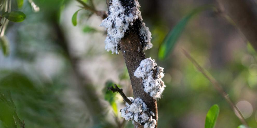 Haben Sie auch so wattige Stellen an Ihrem Apfelbaum? Dann sind wohl Blutläuse am Werk.
