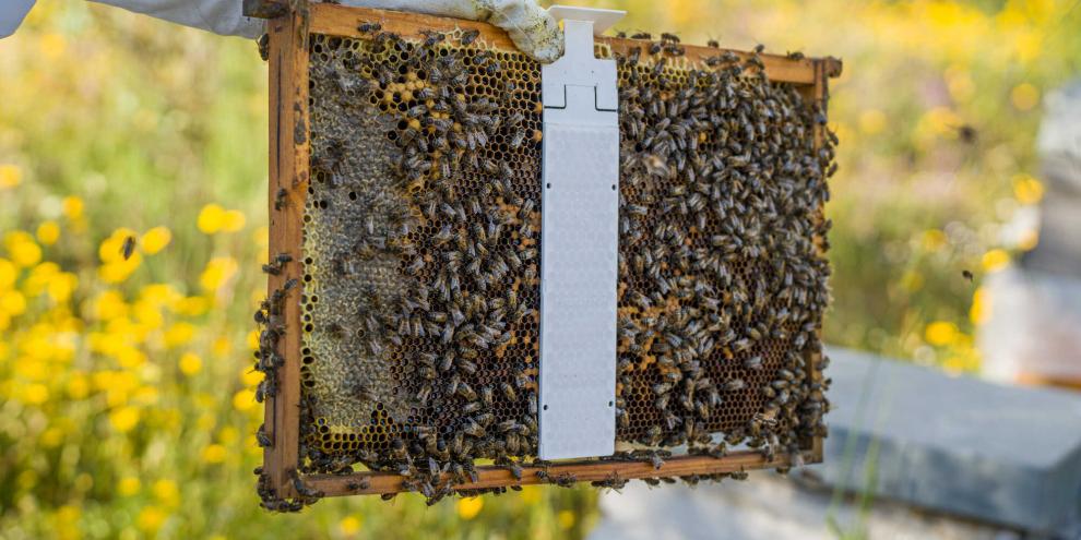 Die Oxalsäurestreifen hängen an den Oberträgern der Rähmchen in die Wabengasse hinein, wo sie mit den Bienen in Kontakt kommen sollen.