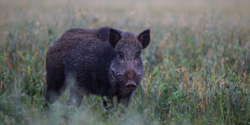 Zu einem kuriosen Unfall kam es in Dossenheim – ein Radfahrer kollidierte mit einem Wildschwein.