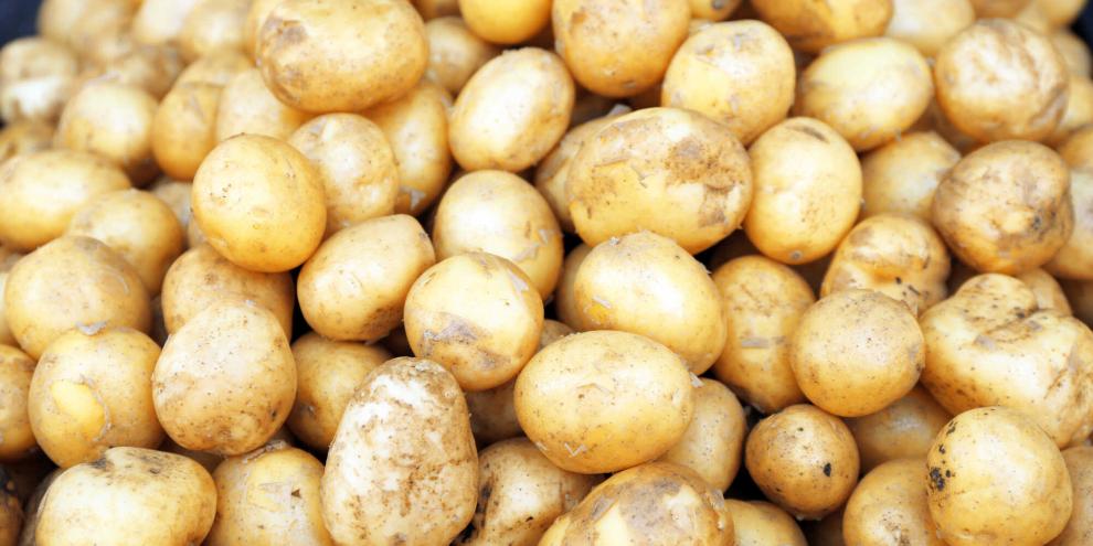 Frühkartoffeln-2025-AdobeStock_166503565