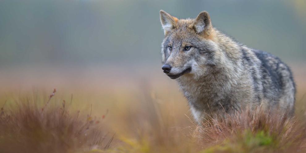 Ein europäischer Wolf: Deutschland will noch im Jahr 2025 erstmals einen „guten Erhaltungszustand“ für die Population an die EU-Kommission melden.