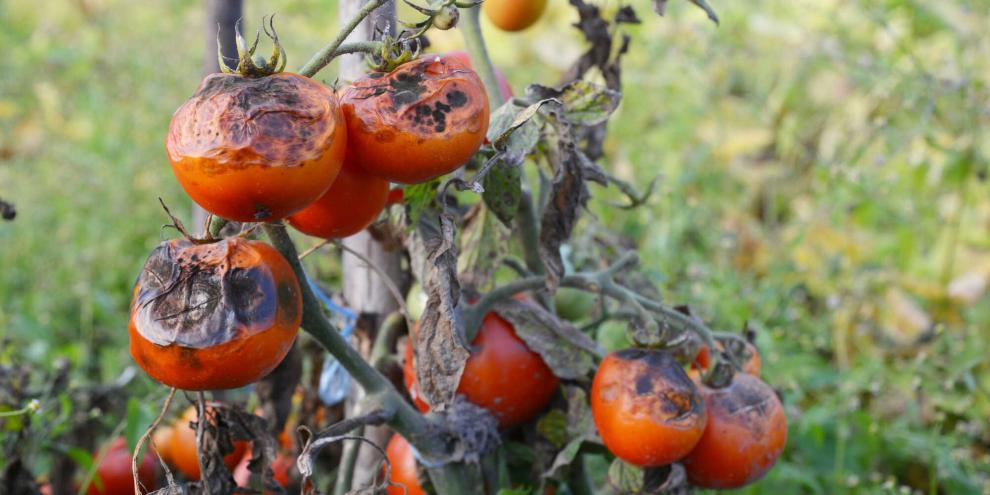 Kraut- und Braunfäule breitet sich über Wassertropfen aus