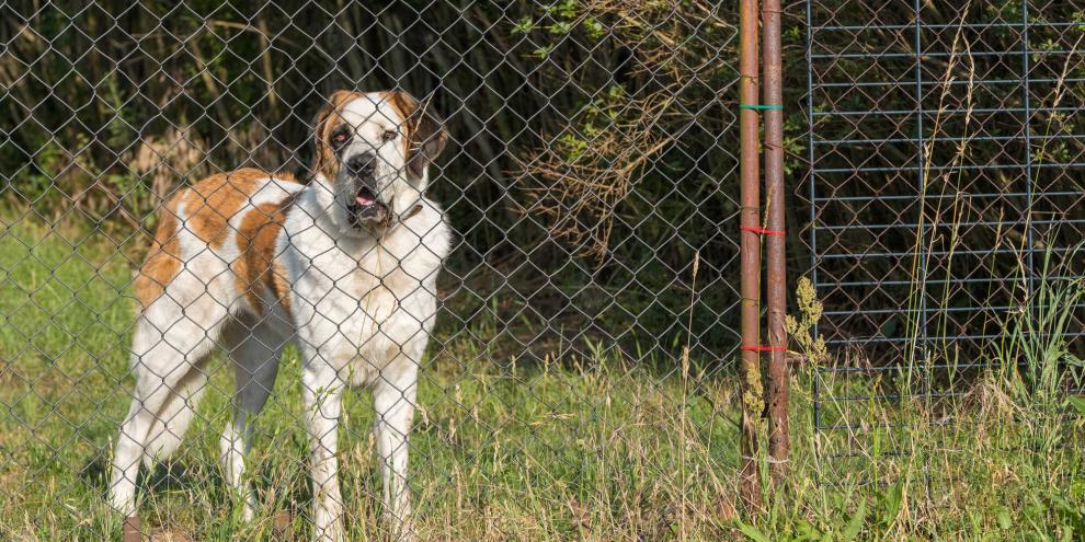 Hund-Zaun-AdobeStock_274373560