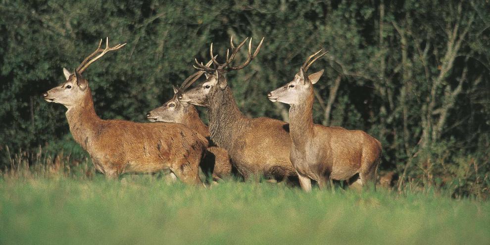 In der Rhön möchte man länderübergreifend das Rotwild unterstützen.