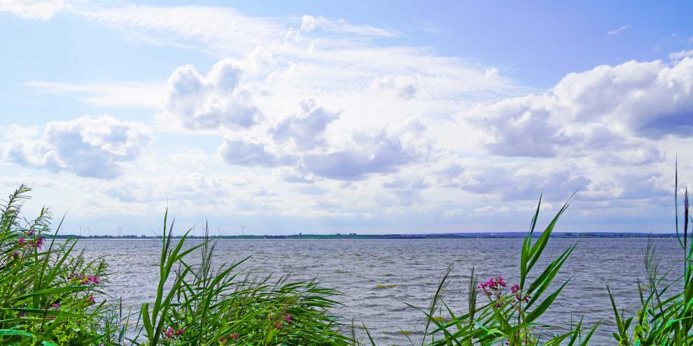 In schlechtem Zustand: Um die Wasserqualität im Dümmer See zu verbessern, fordert Greenpeace, dass die Landwirte im Umfeld auf Bio-Bewirtschaftung umstellen. (SYMBOLBILD)