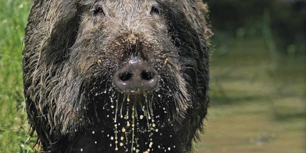 Eine Studie der Professur für Wildtierökologie und Wildtiermanagement an der Uni Freiburg befasst sich mit der ASP.