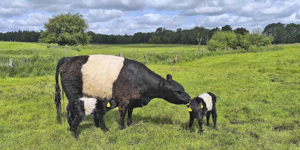 Auf einem Betrieb in Schleswig-Holstein brachte eine Galloway-Kuh gesunde Zwillinge auf die Welt.