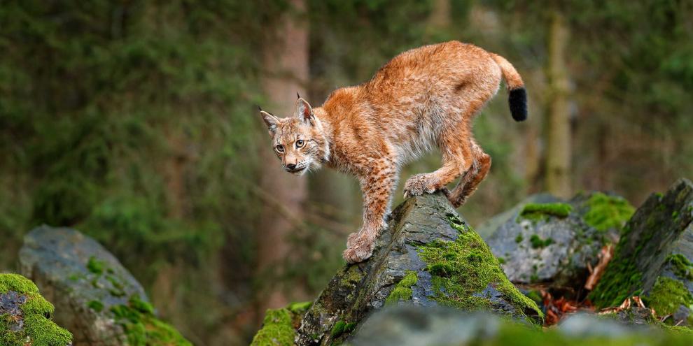 In Thüringen wurde nun ein Luchs aufgepäppelt.